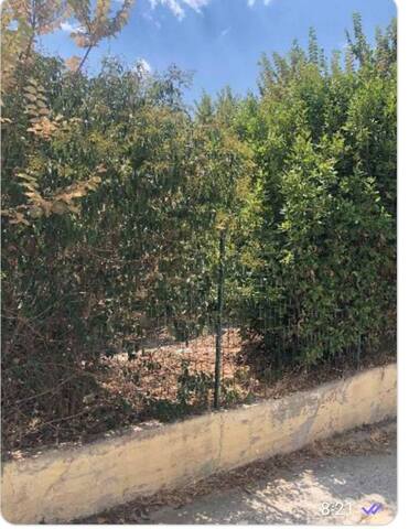 Φωτογραφία 8