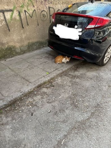 Φωτογραφία 4