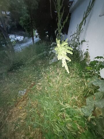 Φωτογραφία 3