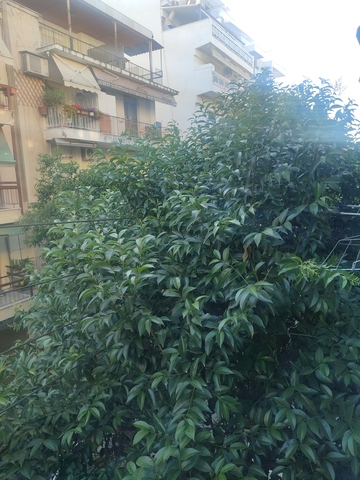 Φωτογραφία 2