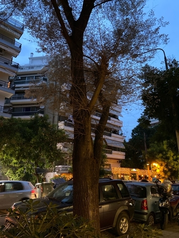 Φωτογραφία 3
