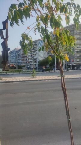 Φωτογραφία 2