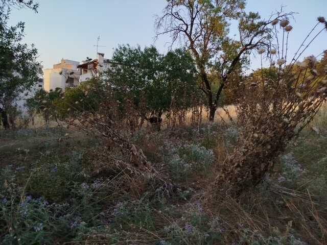 Φωτογραφία 3