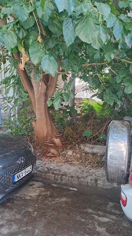 Φωτογραφία 2