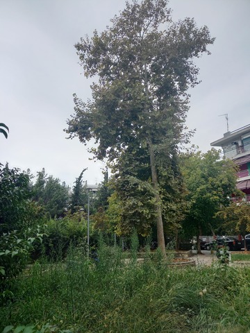 Φωτογραφία 17