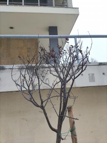 Φωτογραφία 2