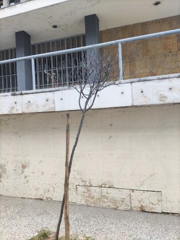 Φωτογραφία 3