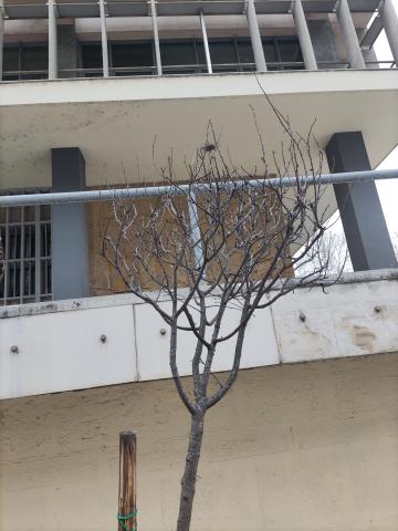 Φωτογραφία 4