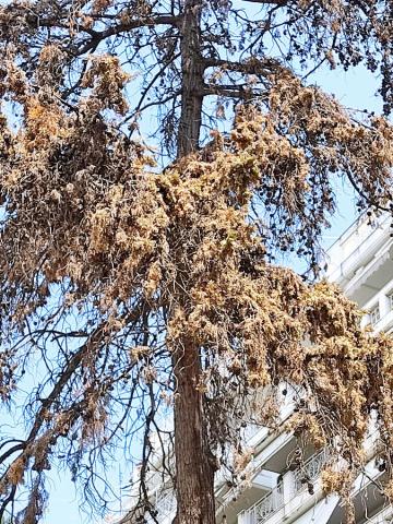 Φωτογραφία 4