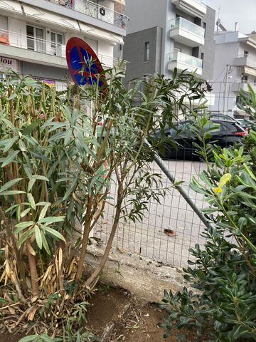 Φωτογραφία 3